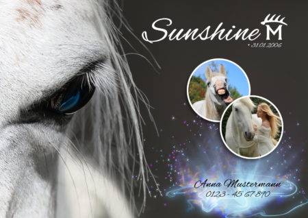Boxenschild Pferd Sunshine mit 3 Fotos
