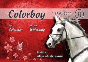individuelles Boxenschild Pferd Colorboy