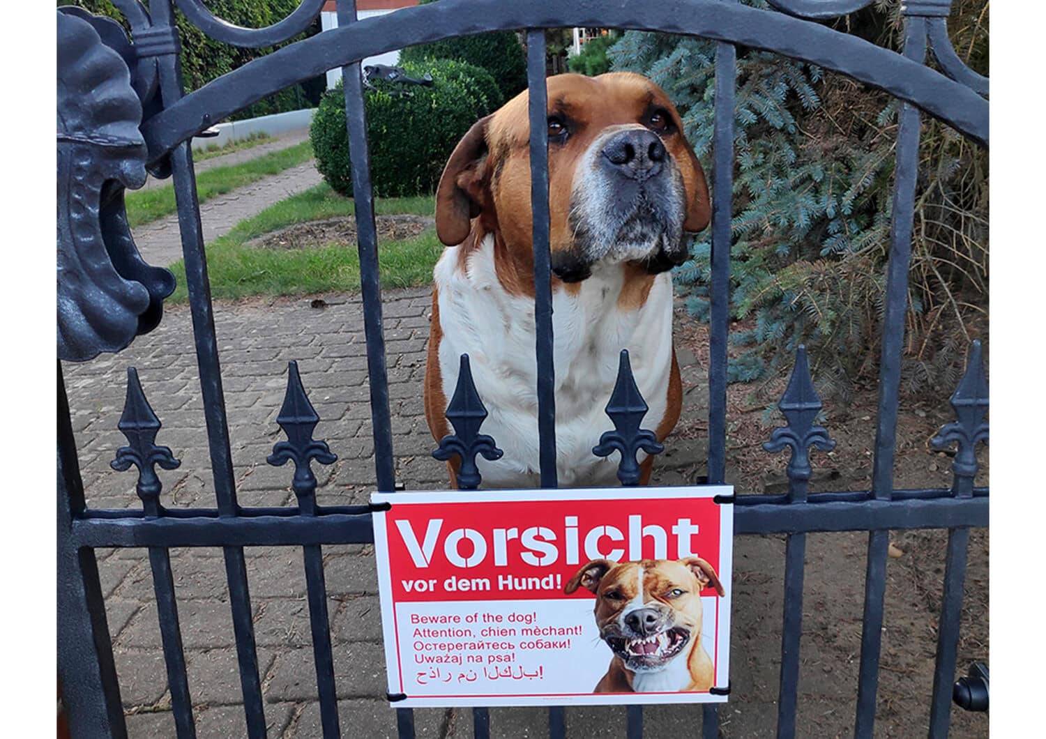 Vorsicht vor dem Hund Hunde Warnschild mehrsprachig mit Foto