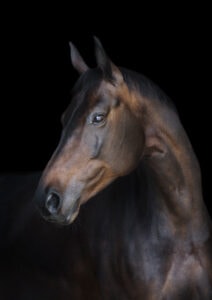Pferdeportrait